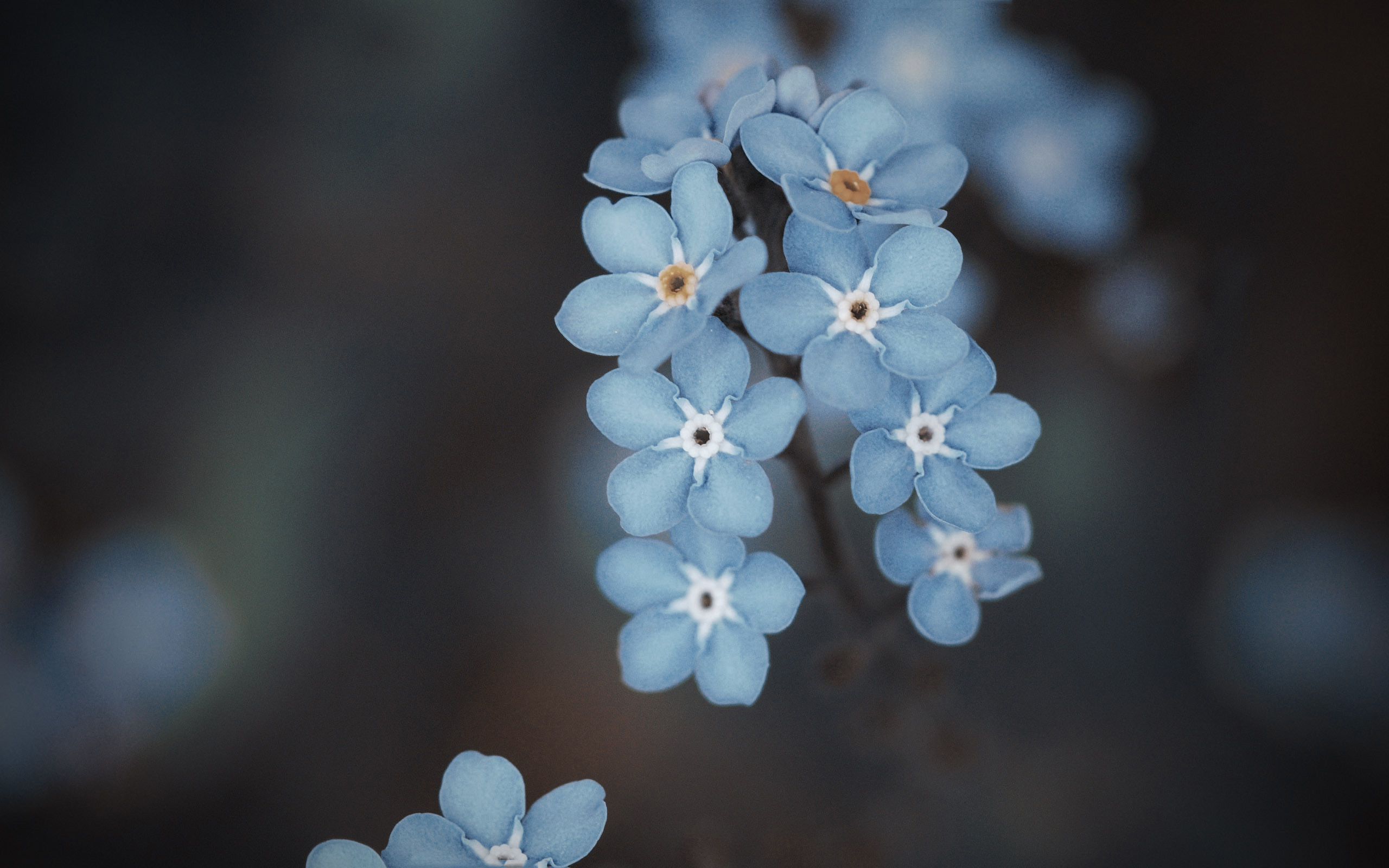 azules, Forget, Me, Not Wallpaper