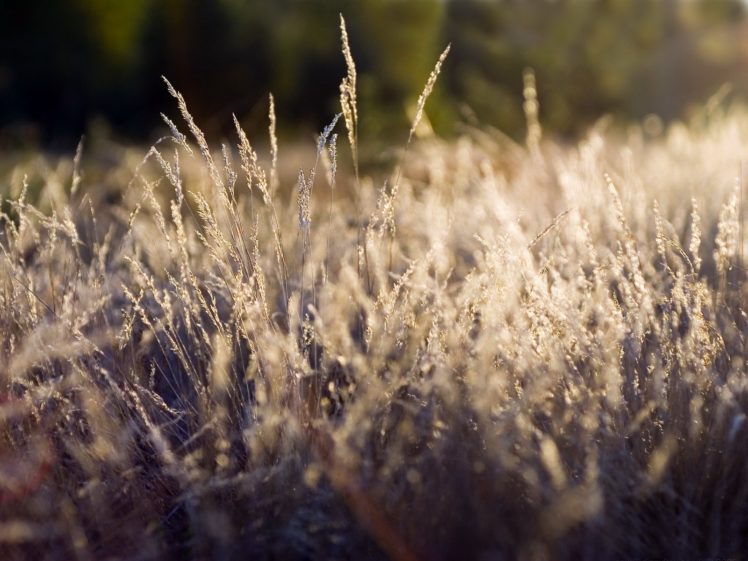 nature, Grass, Macro HD Wallpaper Desktop Background