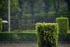 landscapes, Nature, Rain, Storms, Water, Water drops, Rain drops, Drops, Parks, Photography