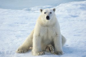 animals, Sitting, Polar, Bears