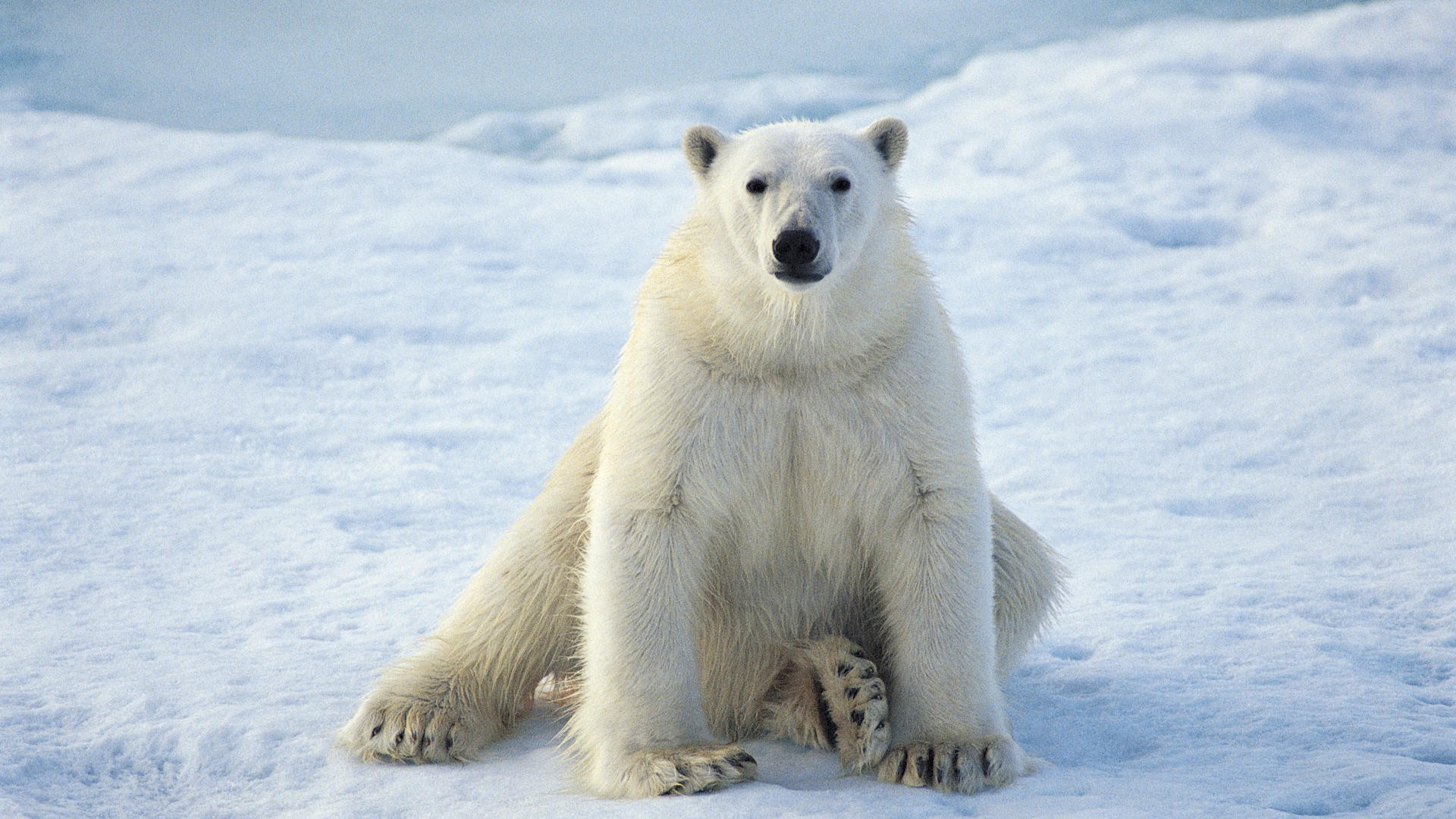 animals, Sitting, Polar, Bears Wallpaper