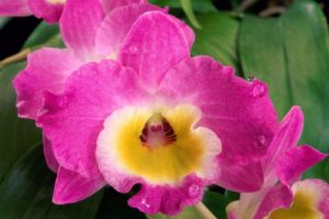 flowers, Orchids, Pink, Flowers
