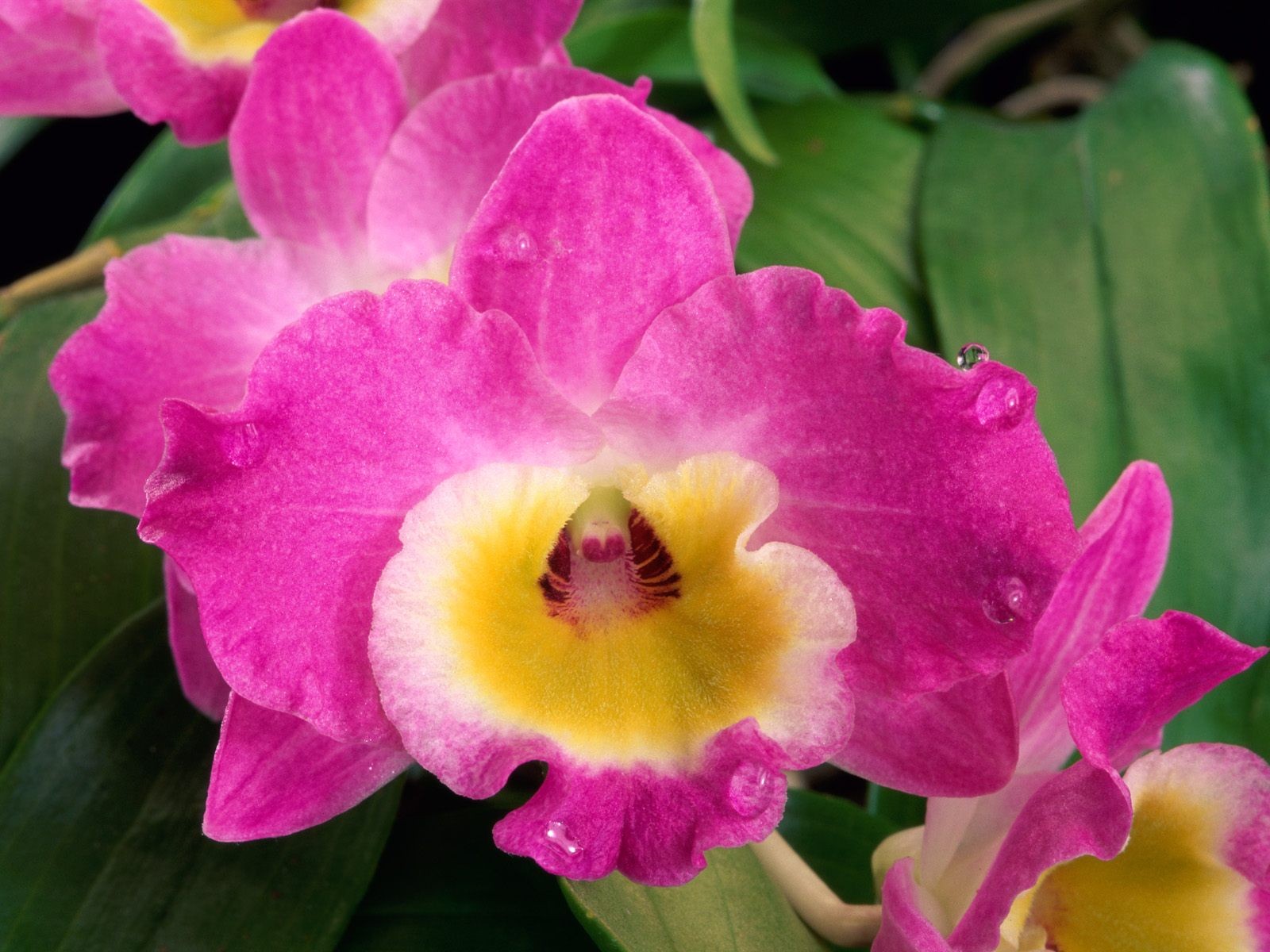 flowers, Orchids, Pink, Flowers Wallpaper