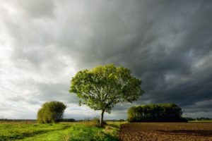 nature, Trees, Countryside, Land, Skies