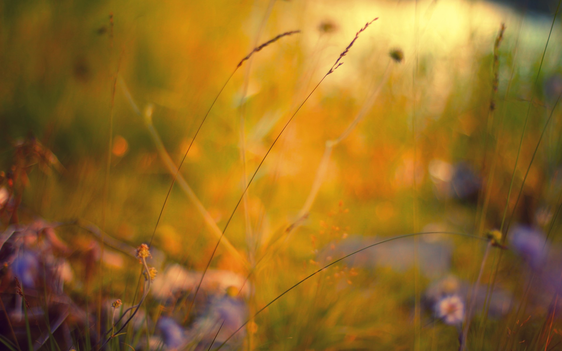 nature, Flowers Wallpaper