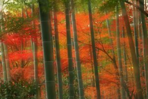 japan, Forests, Bamboo, Kyoto, Parks