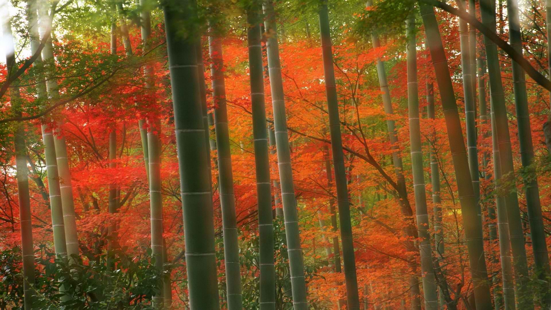 japan, Forests, Bamboo, Kyoto, Parks Wallpaper