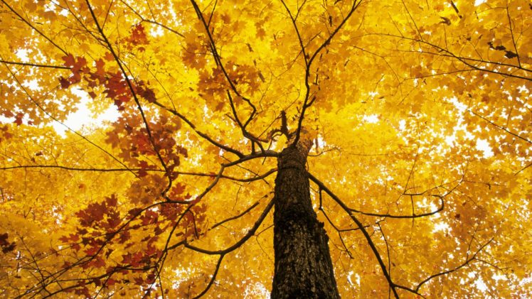 autumn, Parks HD Wallpaper Desktop Background