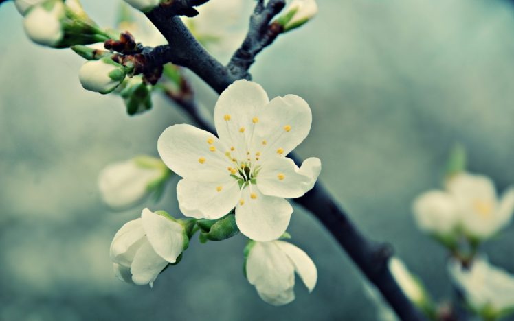 nature, Blossoms, Macro, Depth, Of, Field HD Wallpaper Desktop Background