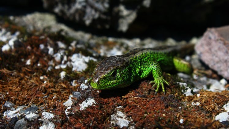 nature, Lizards, Reptile HD Wallpaper Desktop Background