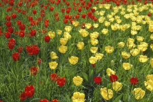 flowers, Grass, Tulips, Yellow, Flowers, Red, Flowers