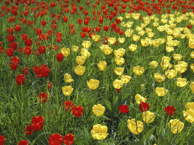 flowers, Grass, Tulips, Yellow, Flowers, Red, Flowers HD Wallpaper Desktop Background