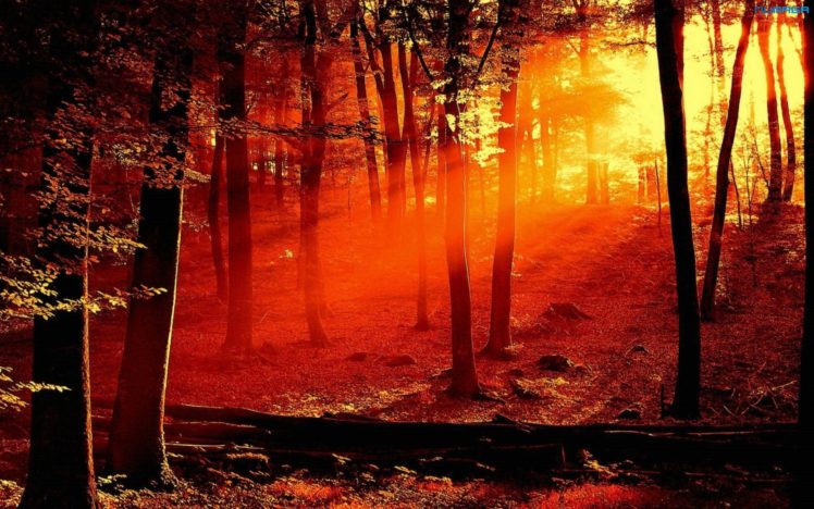 forests, Sunlight HD Wallpaper Desktop Background