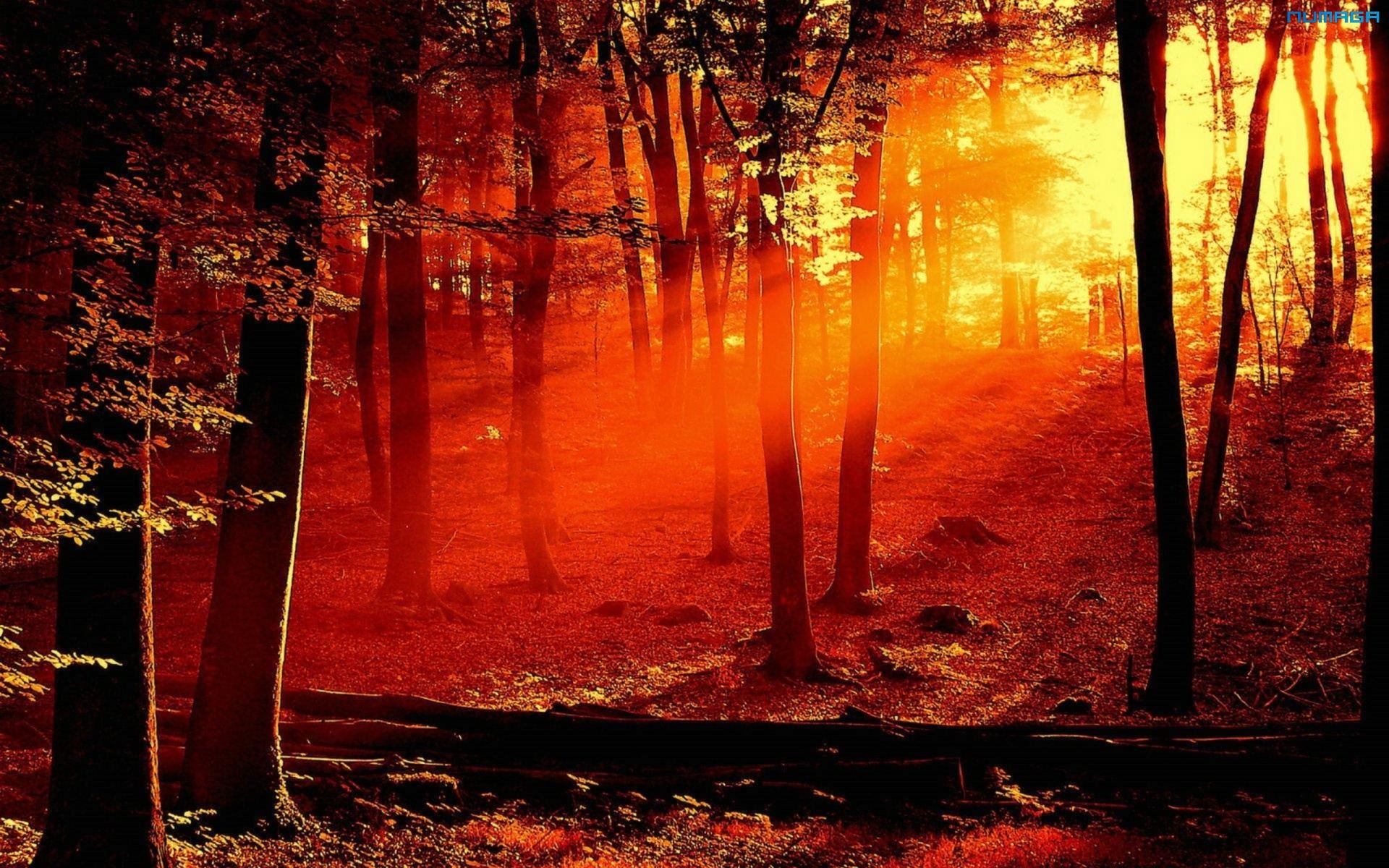 forests, Sunlight Wallpaper