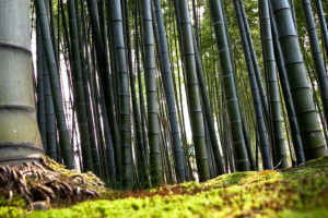 green, Bamboo