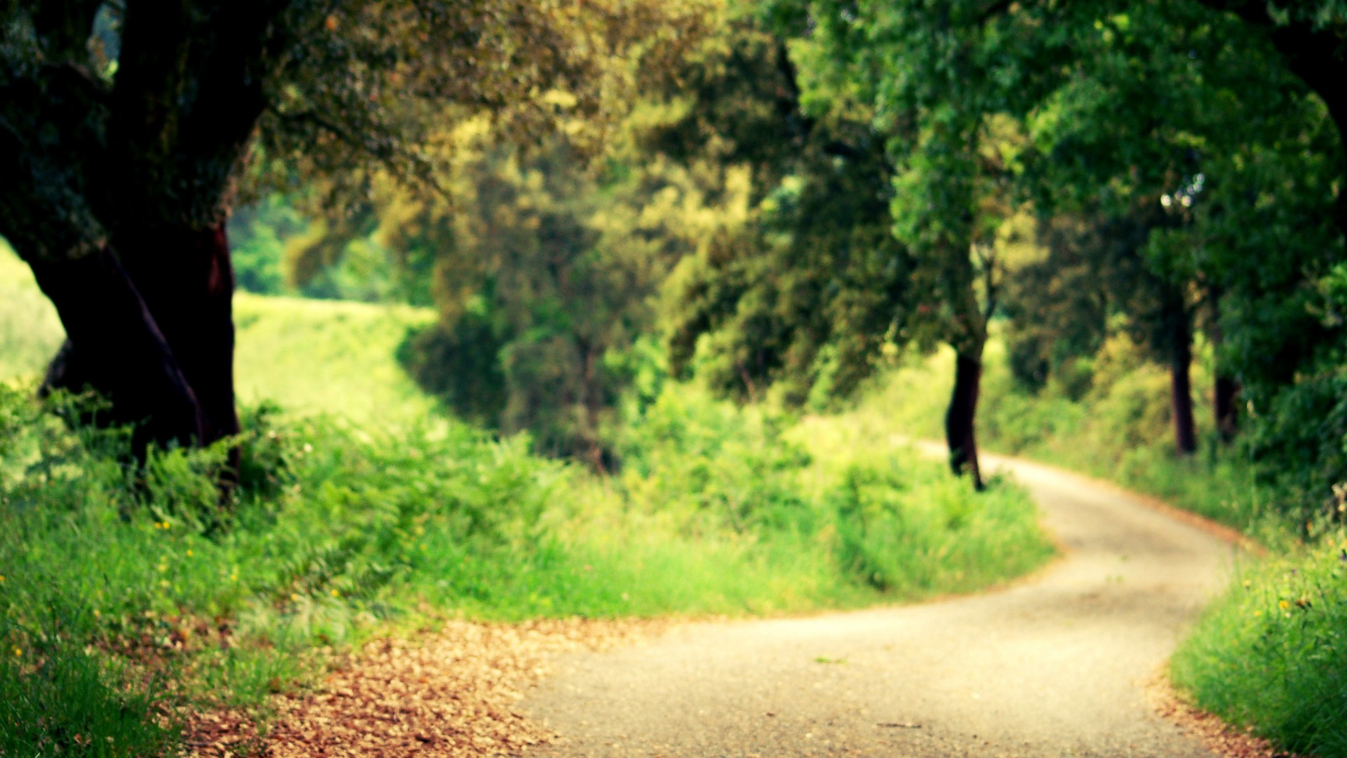 trees, Forests, Roads Wallpaper