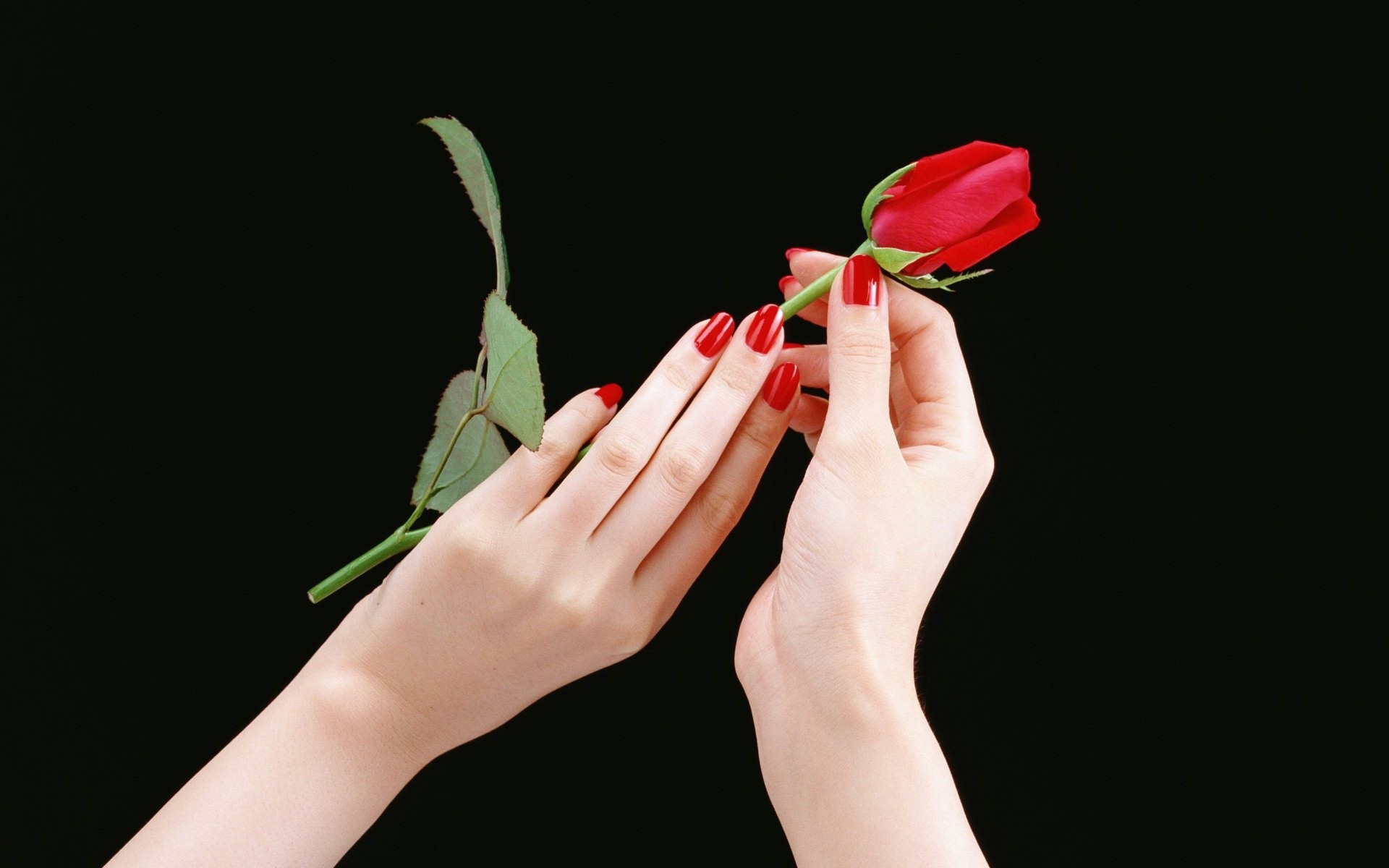 hands, Roses, Black, Background, Red, Rose Wallpaper