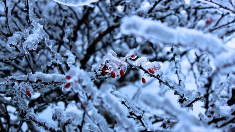 snow, Trees, Frost HD Wallpaper Desktop Background