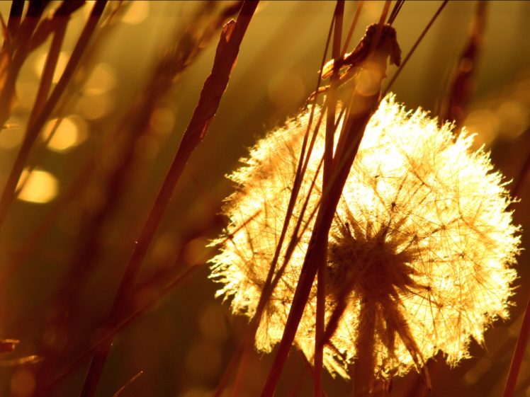 nature, Sunlight, Dandelions HD Wallpaper Desktop Background