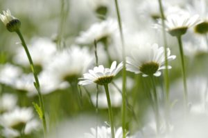 nature, Flowers, Daisy