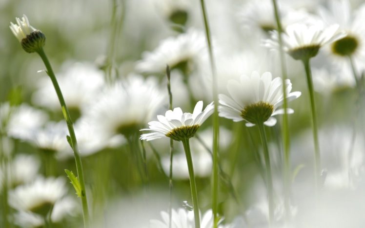 nature, Flowers, Daisy HD Wallpaper Desktop Background