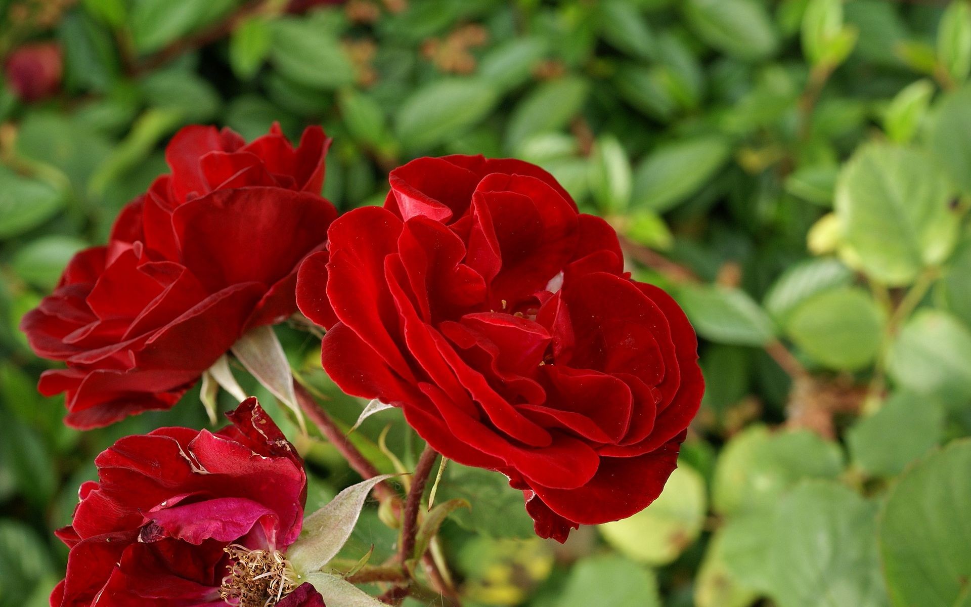 red, Flowers, Roses Wallpaper