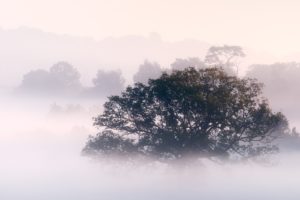 nature, Trees, Fog, Mist, Morning