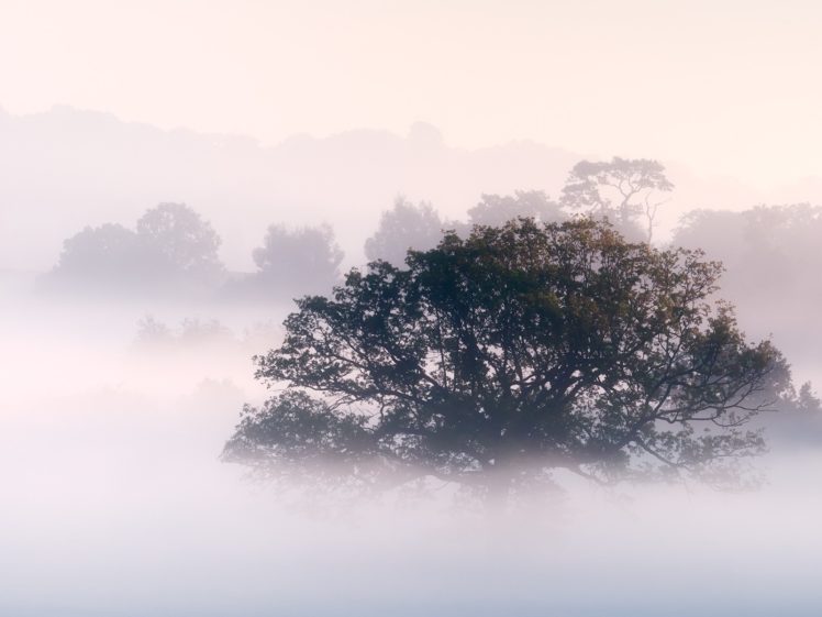 nature, Trees, Fog, Mist, Morning HD Wallpaper Desktop Background