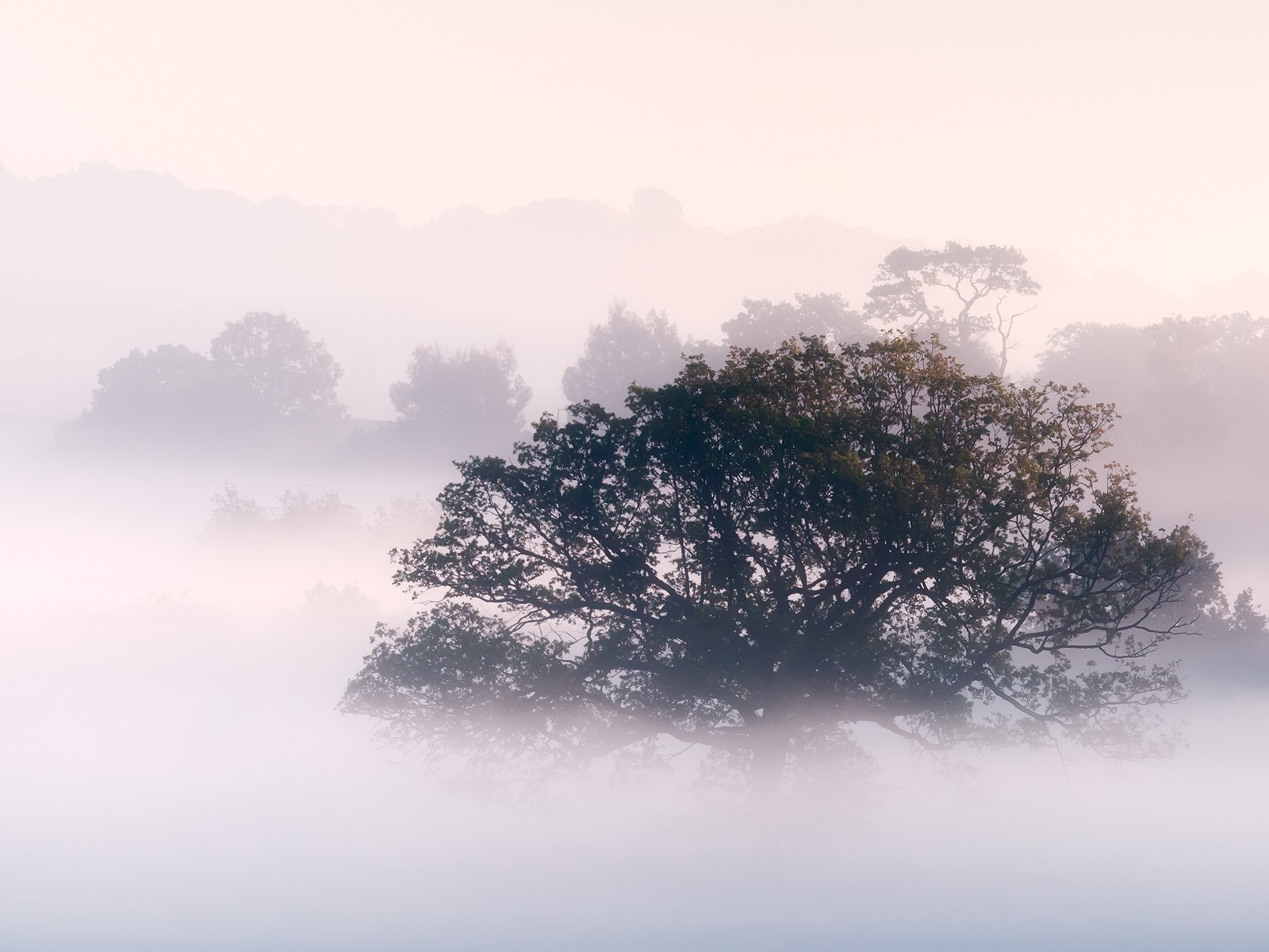 nature, Trees, Fog, Mist, Morning Wallpaper