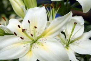 flowers, Lilies, White, Flowers