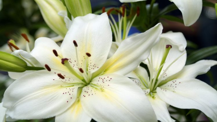 flowers, Lilies, White, Flowers HD Wallpaper Desktop Background