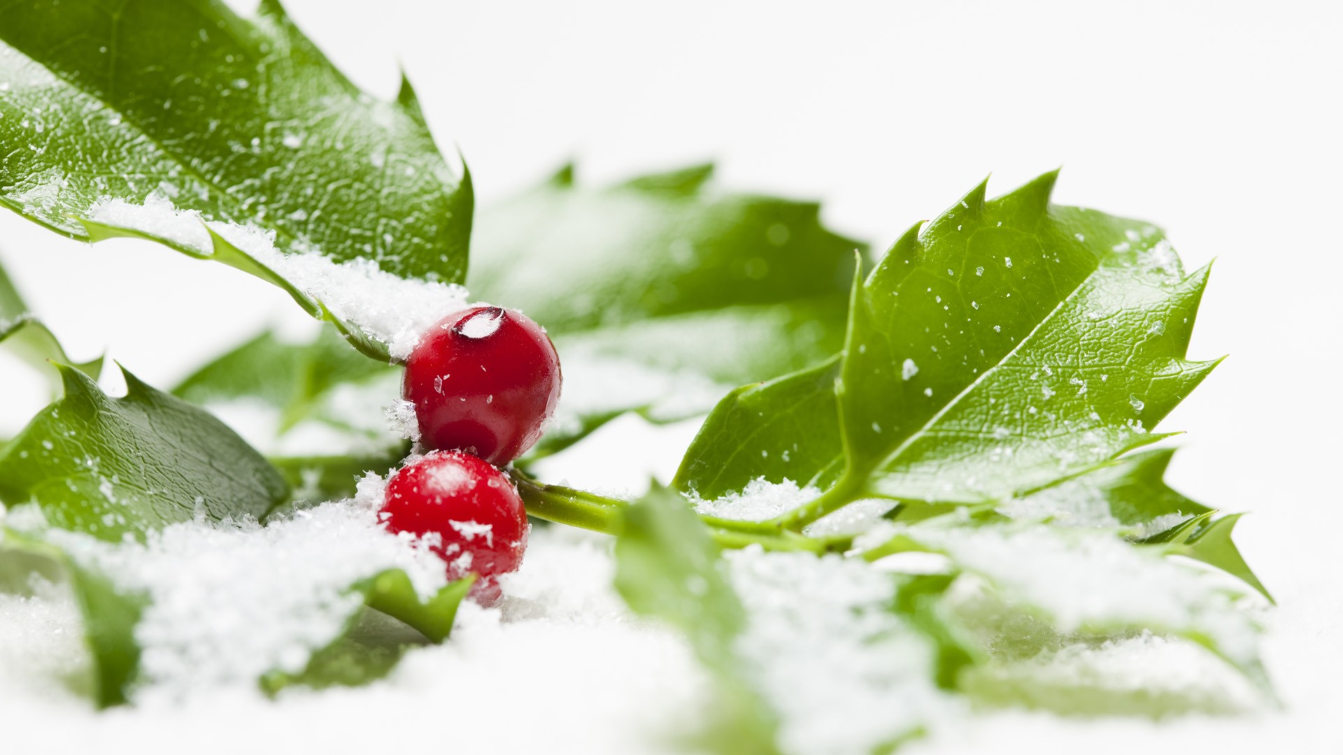 leaves, Berries Wallpaper