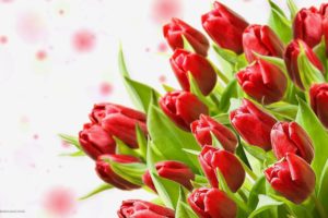 red, Flowers, Tulips