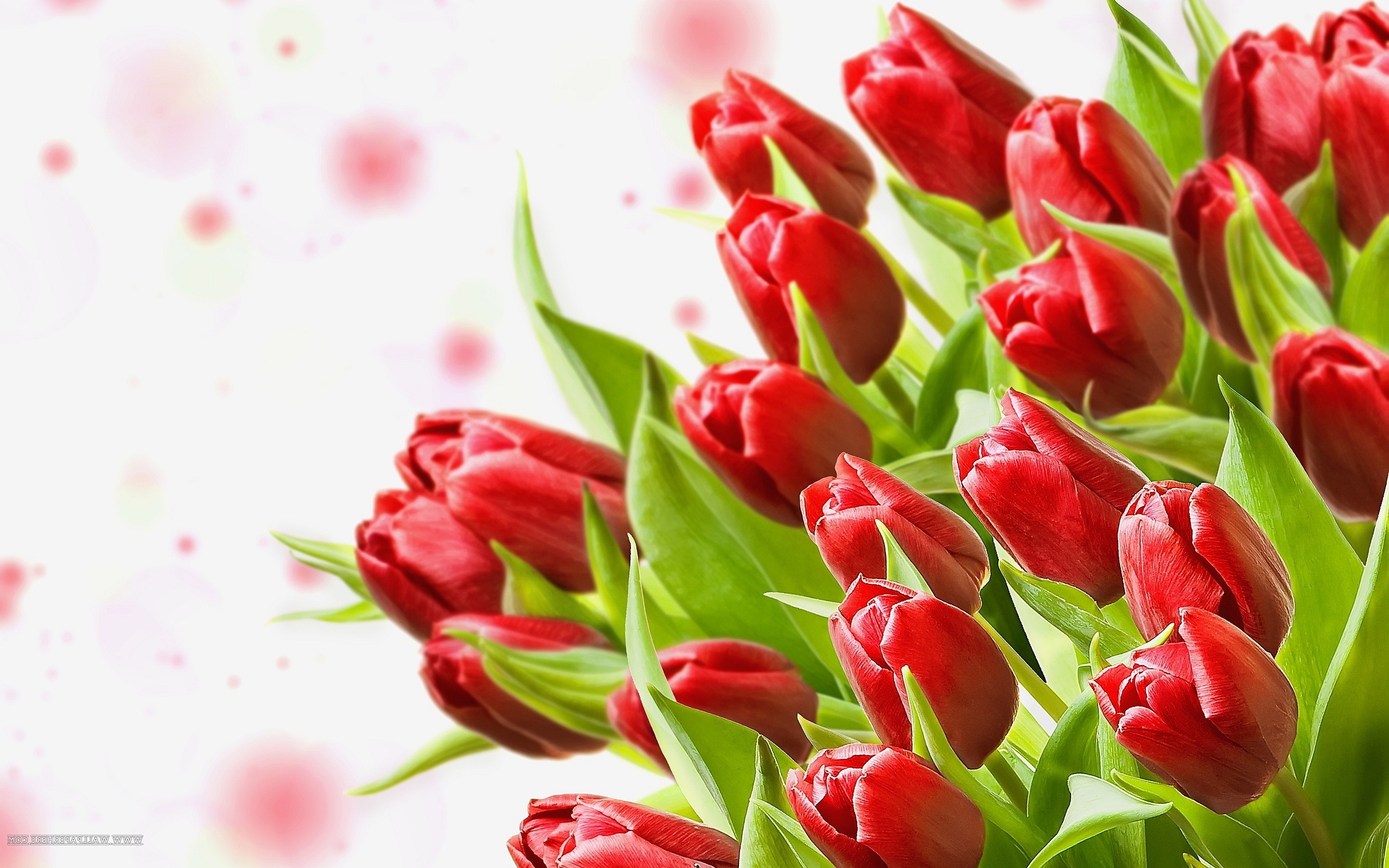 red, Flowers, Tulips Wallpaper