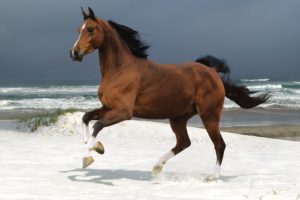 ocean, Animals, Brown, Horses, Running