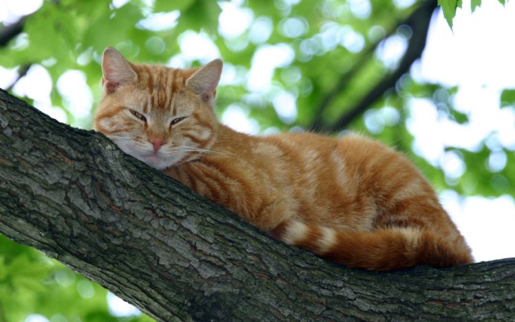 nature, Trees, Cats, Animals, Lying, Down HD Wallpaper Desktop Background