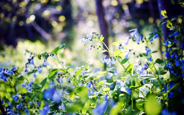 nature, Flowers, Leaves, Bokeh, Blue, Flowers HD Wallpaper Desktop Background