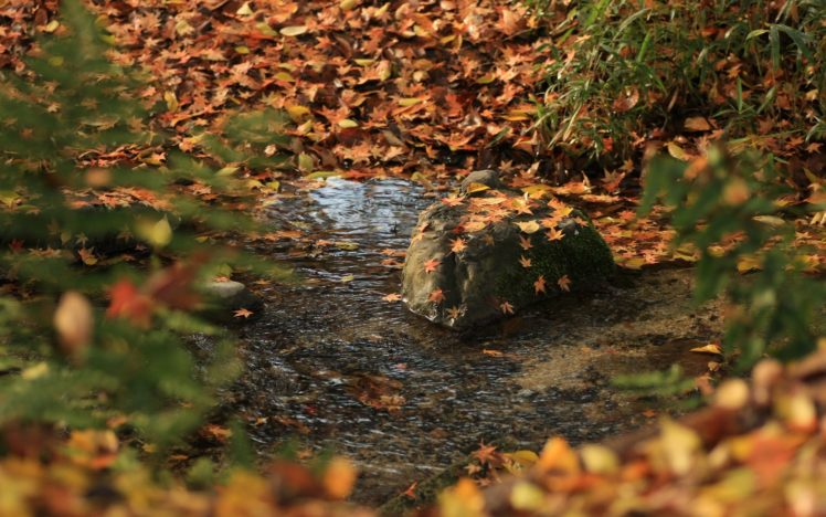 landscapes, Autumn, Shrine, Maple, Leaf HD Wallpaper Desktop Background