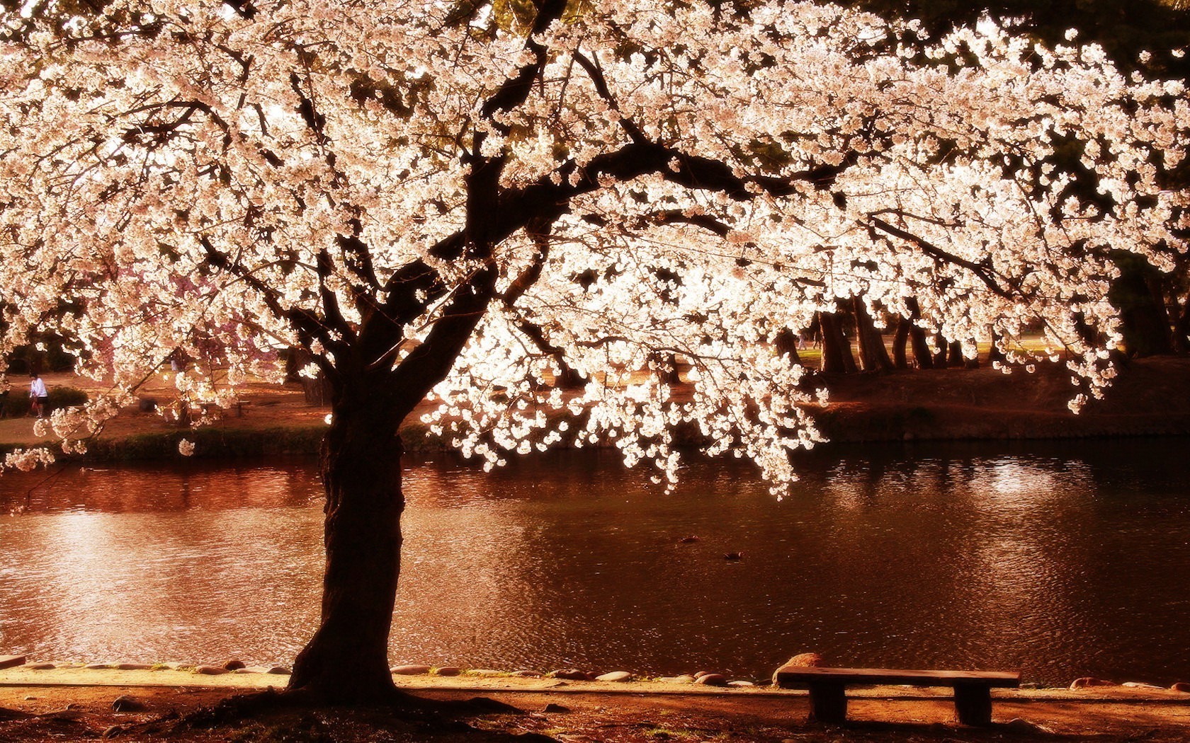 nature Wallpaper