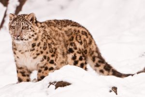 cats, Animals, Snow, Leopards