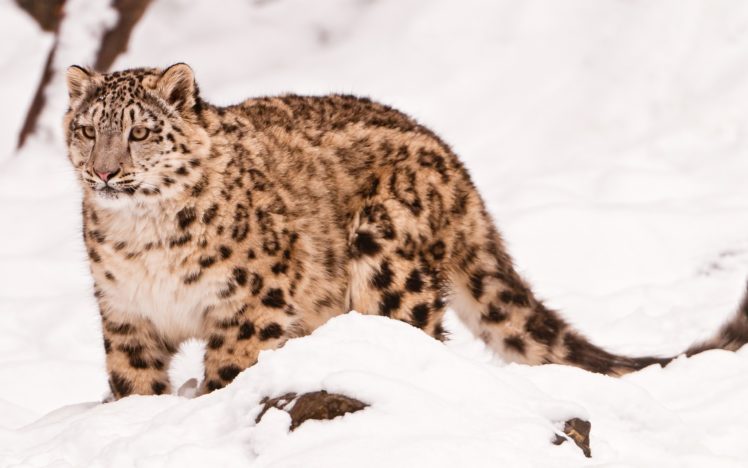 cats, Animals, Snow, Leopards HD Wallpaper Desktop Background