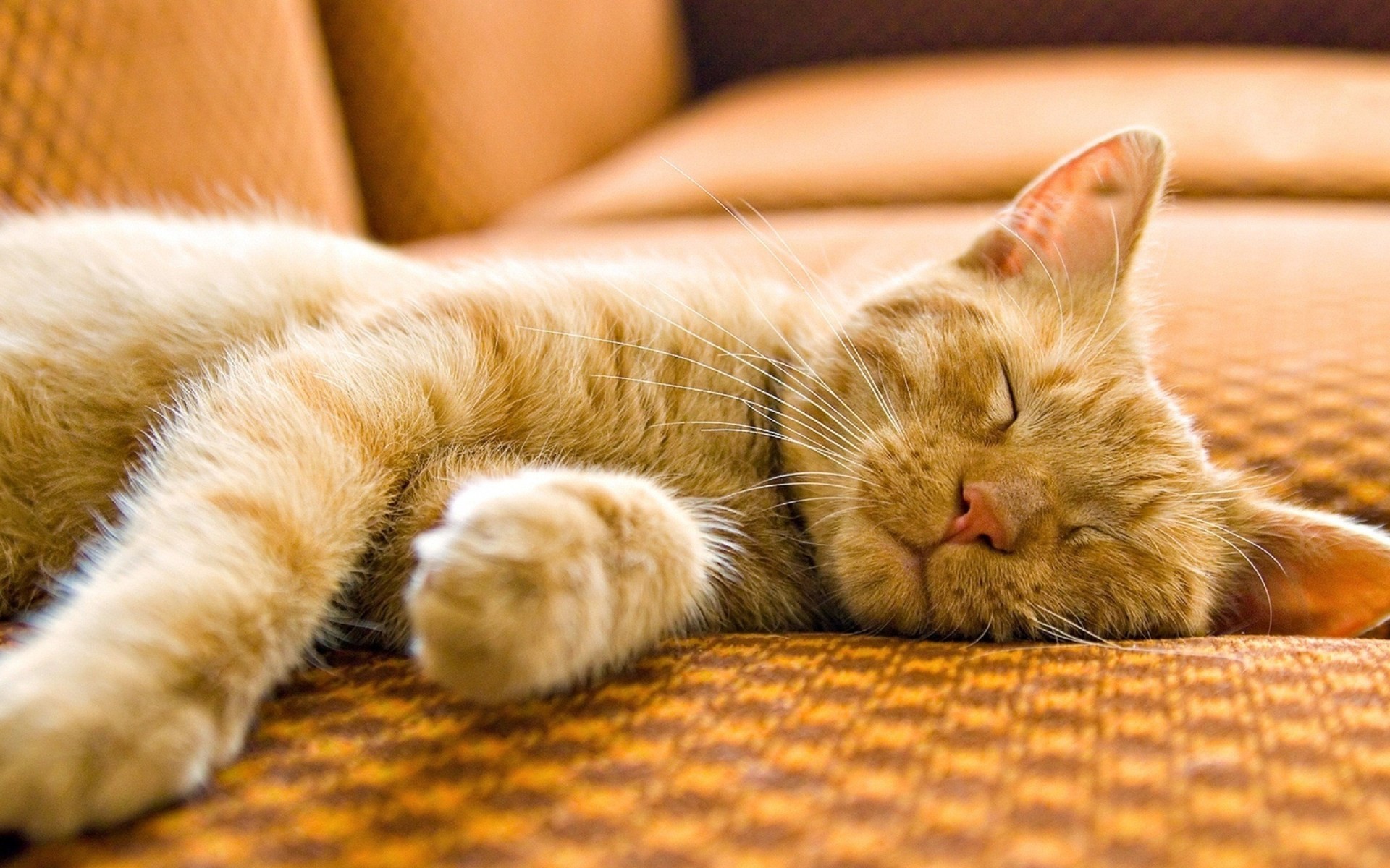 couch, Cats, Animals, Sleeping Wallpaper