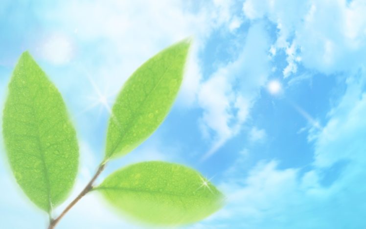 nature, Leaves, Dreamy, Skyscapes HD Wallpaper Desktop Background