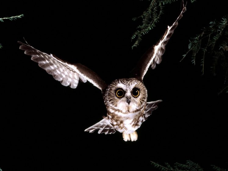 owl HD Wallpaper Desktop Background