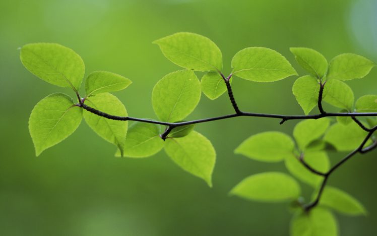 nature, Leaves HD Wallpaper Desktop Background
