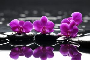 purple, Orchid