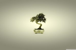 bonsai, Tree wallpaper 2560x1600
