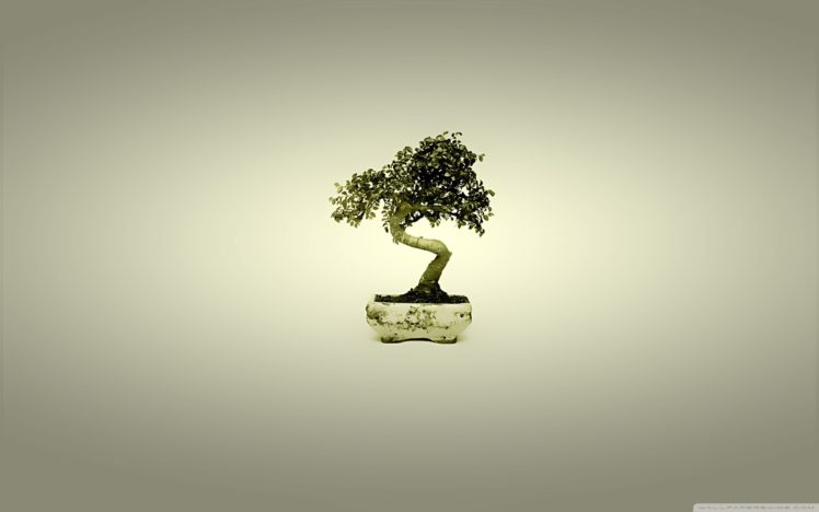 bonsai, Tree wallpaper 2560×1600 HD Wallpaper Desktop Background