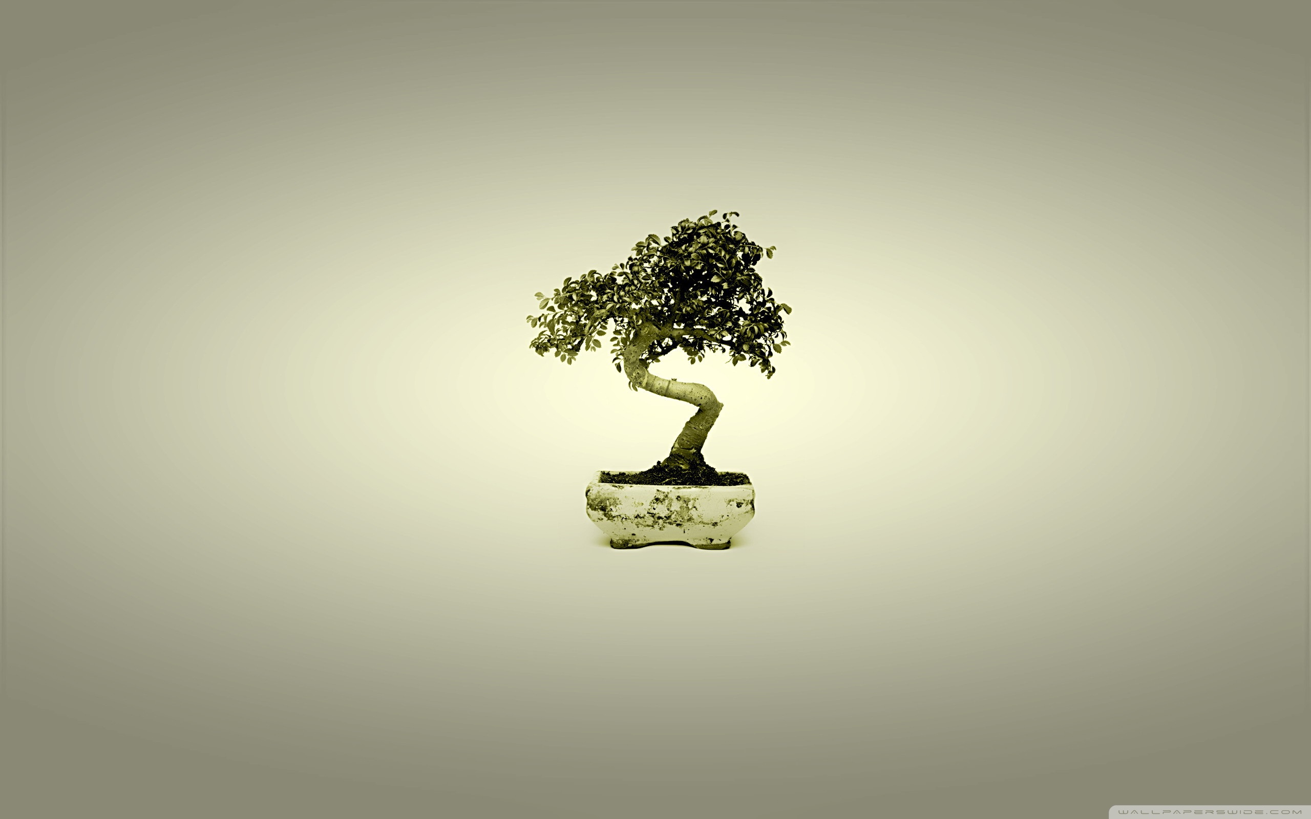 bonsai, Tree wallpaper 2560x1600 Wallpaper