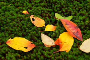leaves, Autumn, Fall, Nature, Moss, Seasons, Colors